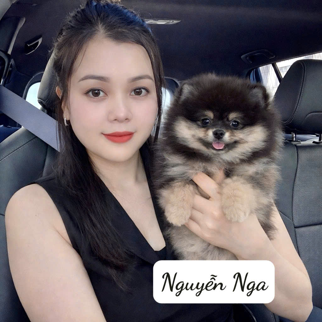 Chó Phốc Sóc Trắng